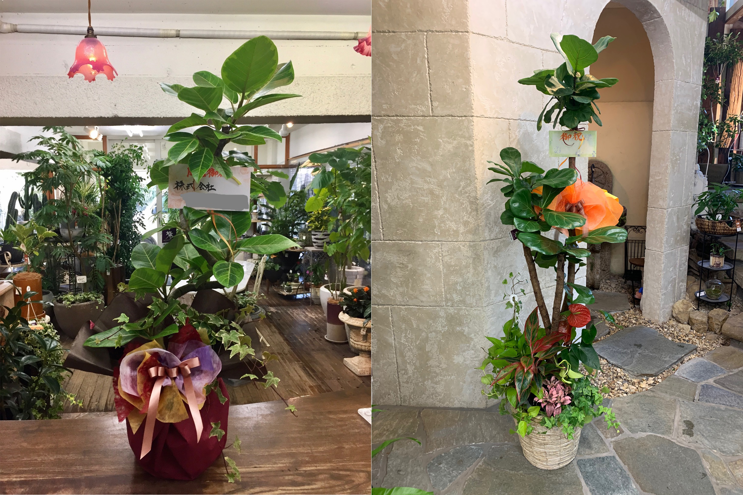 京都の観葉植物専門店リトルファンタジー 京都 観葉植物 専門店の豊富な品揃え